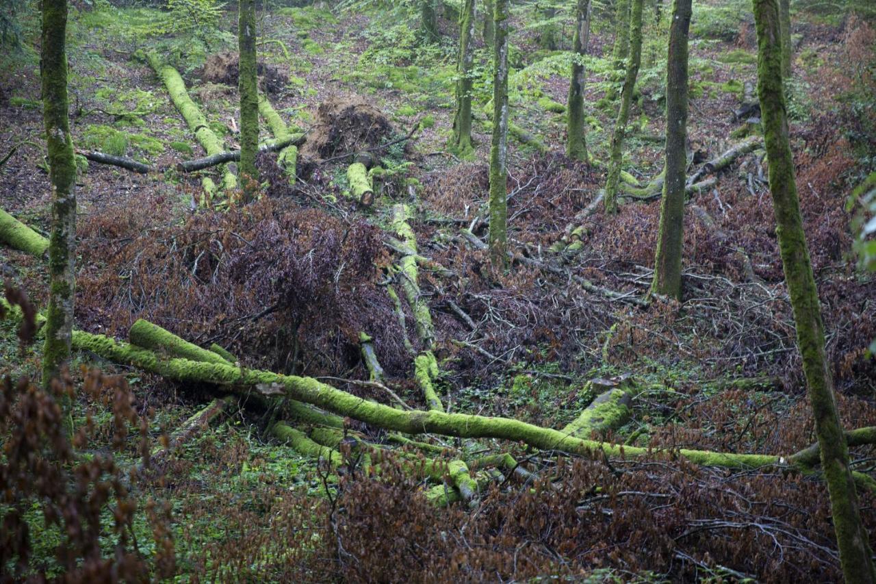 La Colline Des Renards Chambres Locmaria-Berrien Luaran gambar